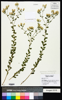 Sericocarpus tortifolius image