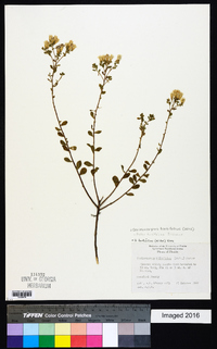 Sericocarpus tortifolius image