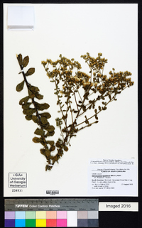 Sericocarpus tortifolius image