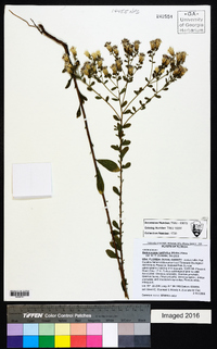 Sericocarpus tortifolius image