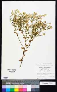 Sericocarpus tortifolius image