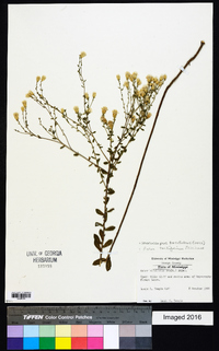 Sericocarpus tortifolius image