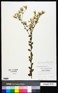 Sericocarpus tortifolius image