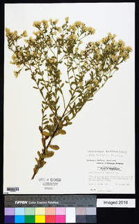 Sericocarpus tortifolius image