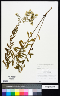 Sericocarpus tortifolius image