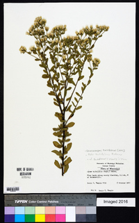 Sericocarpus tortifolius image