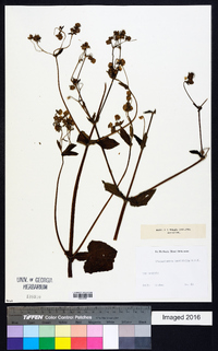 Sigesbeckia jorullensis image