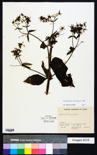 Sigesbeckia jorullensis image