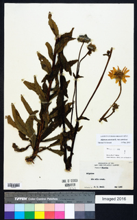 Silphium asteriscus image