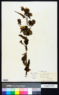 Silphium asteriscus image