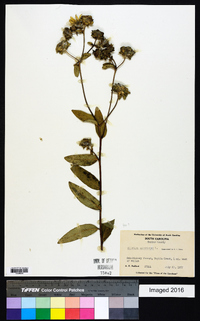 Silphium asteriscus image