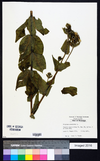 Silphium asteriscus image