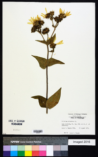 Silphium asteriscus image