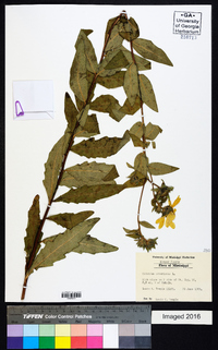 Silphium asteriscus image