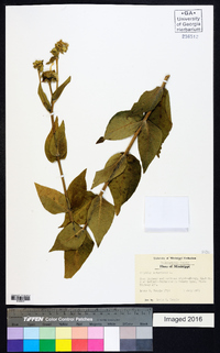 Silphium asteriscus image