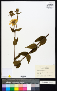 Silphium asteriscus image