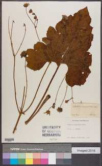 Silphium compositum image