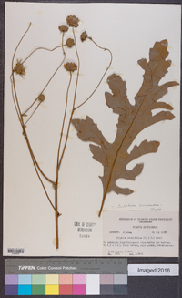 Silphium compositum image