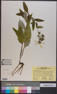 Silphium dentatum image