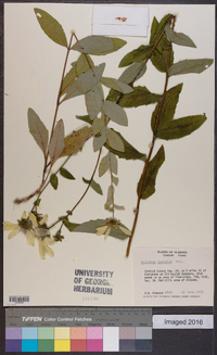 Silphium dentatum image