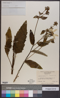 Silphium dentatum image