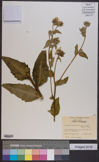 Silphium dentatum image