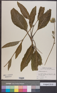 Silphium gracile image