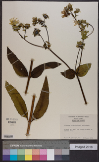 Silphium integrifolium image