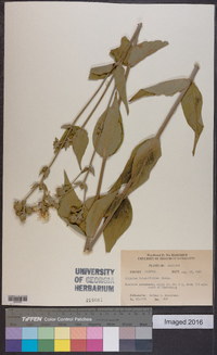 Silphium integrifolium image