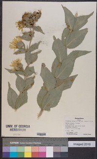 Silphium integrifolium image