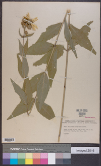 Silphium integrifolium image