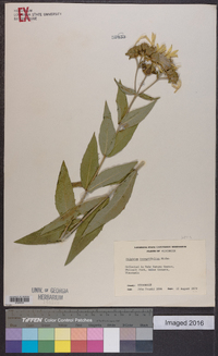 Silphium integrifolium image