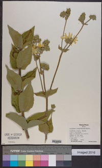 Silphium integrifolium image