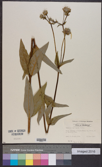 Silphium asteriscus var. asteriscus image