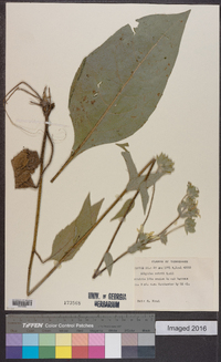 Silphium mohrii image