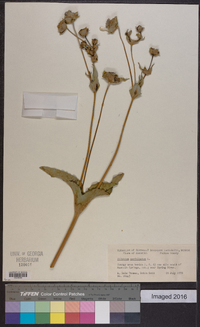 Silphium perfoliatum image