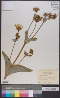 Silphium perfoliatum image