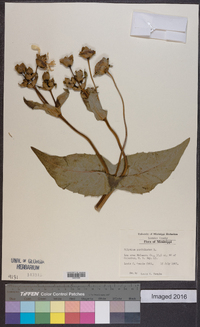 Silphium perfoliatum image