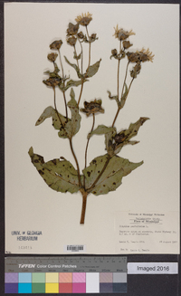 Silphium perfoliatum image