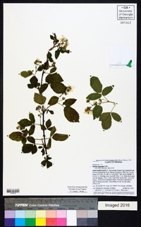 Rubus argutus image