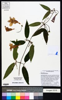 Bignonia capreolata image