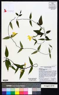 Gelsemium sempervirens image