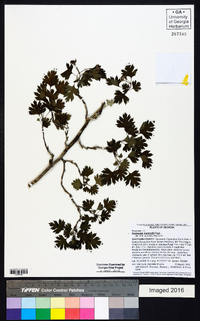 Crataegus marshallii image