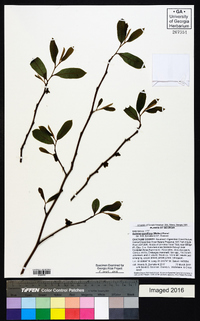 Asimina parviflora image