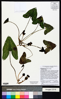 Hexastylis arifolia image