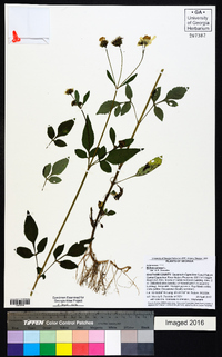 Bidens pilosa image