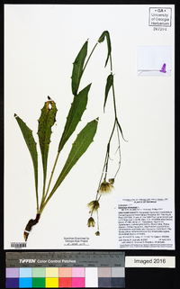 Sonchus oleraceus image