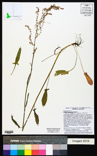 Rumex hastatulus image