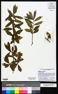 Quercus virginiana image