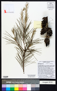 Pinus glabra image